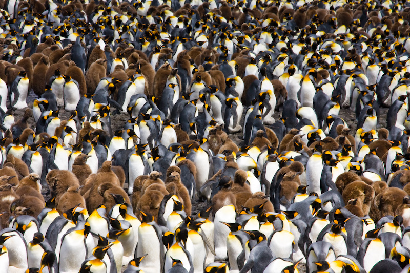 King Penguin Colony